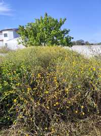 Limpezas e manutenção de jardim