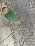 Lathamus discolor , swifts
