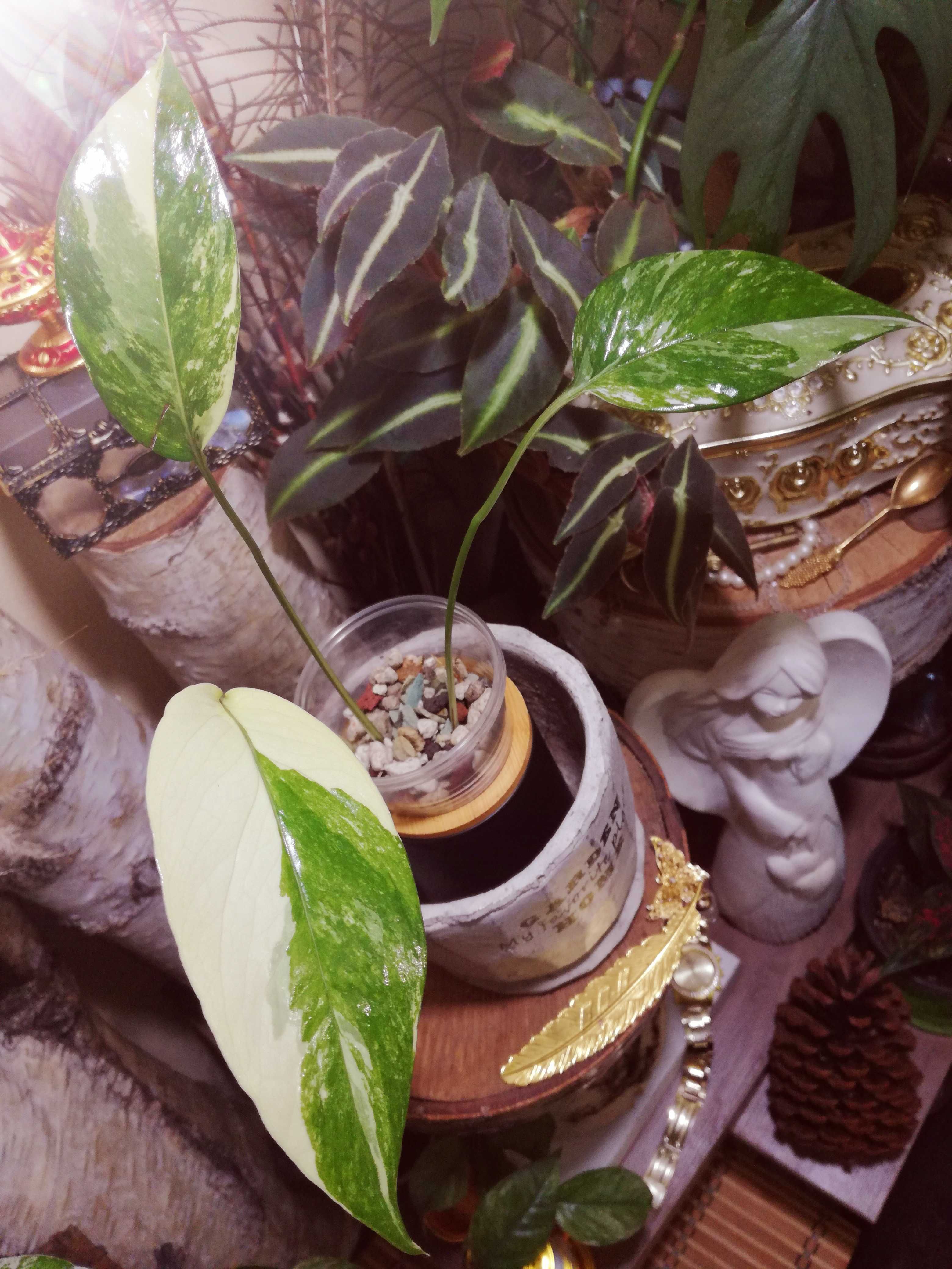 Epipremnum Pinnatum Albo Variegata Thailand Form monstera philodendron