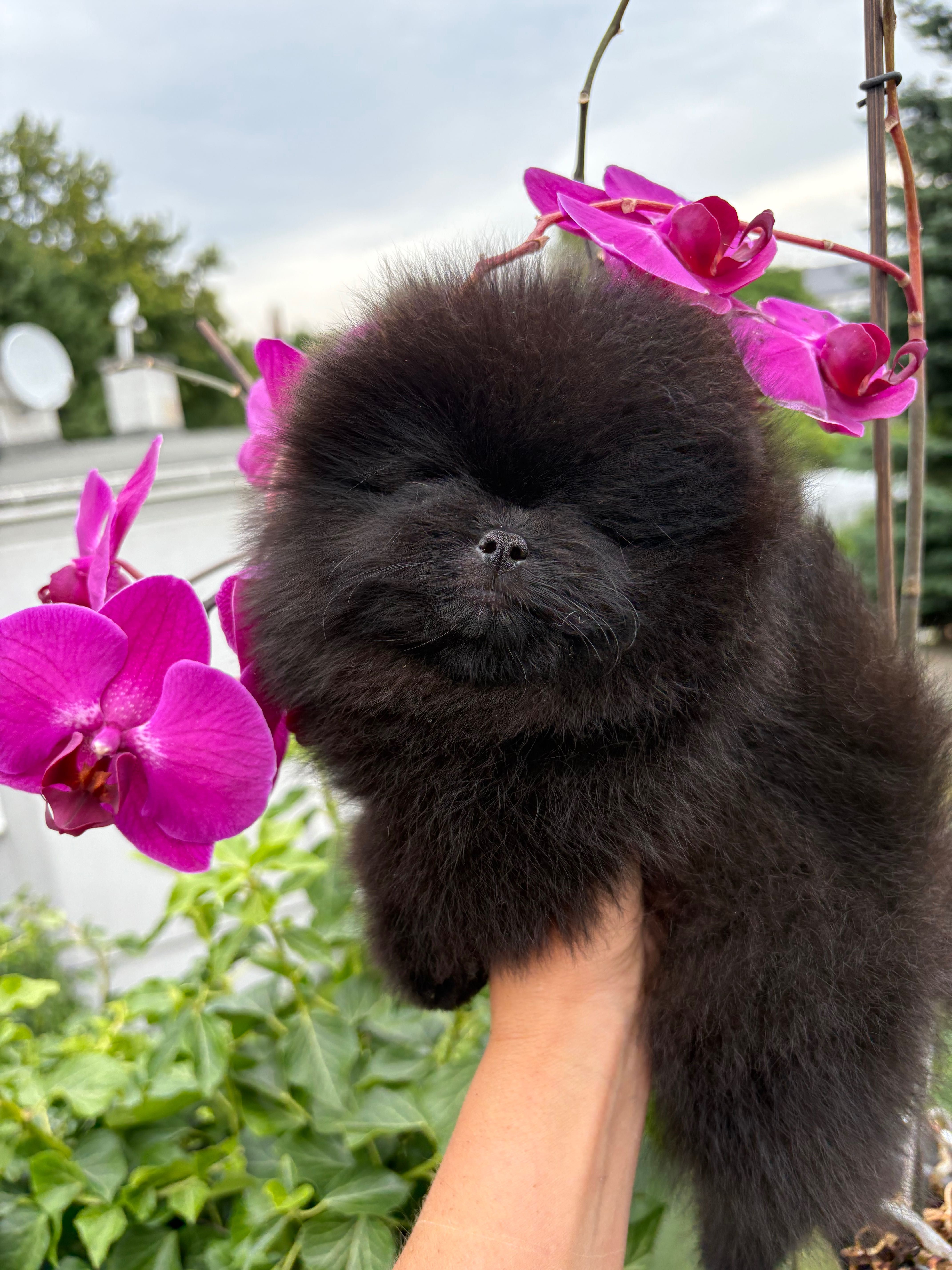 Szpic miniaturowy FCI zkwp Pomeranian samiec