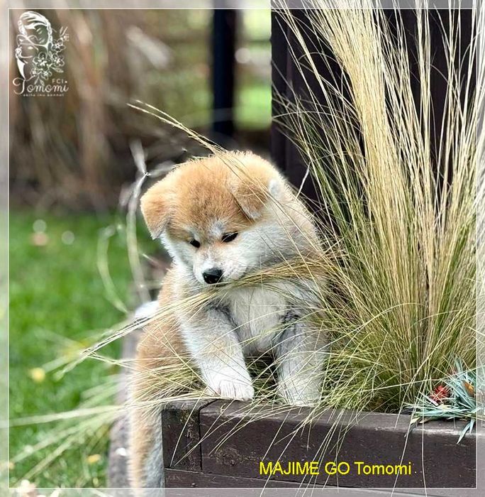 AKITA czerwony szczeniak ZKwP + AKIHO