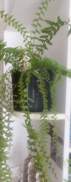 Продам спатифілум