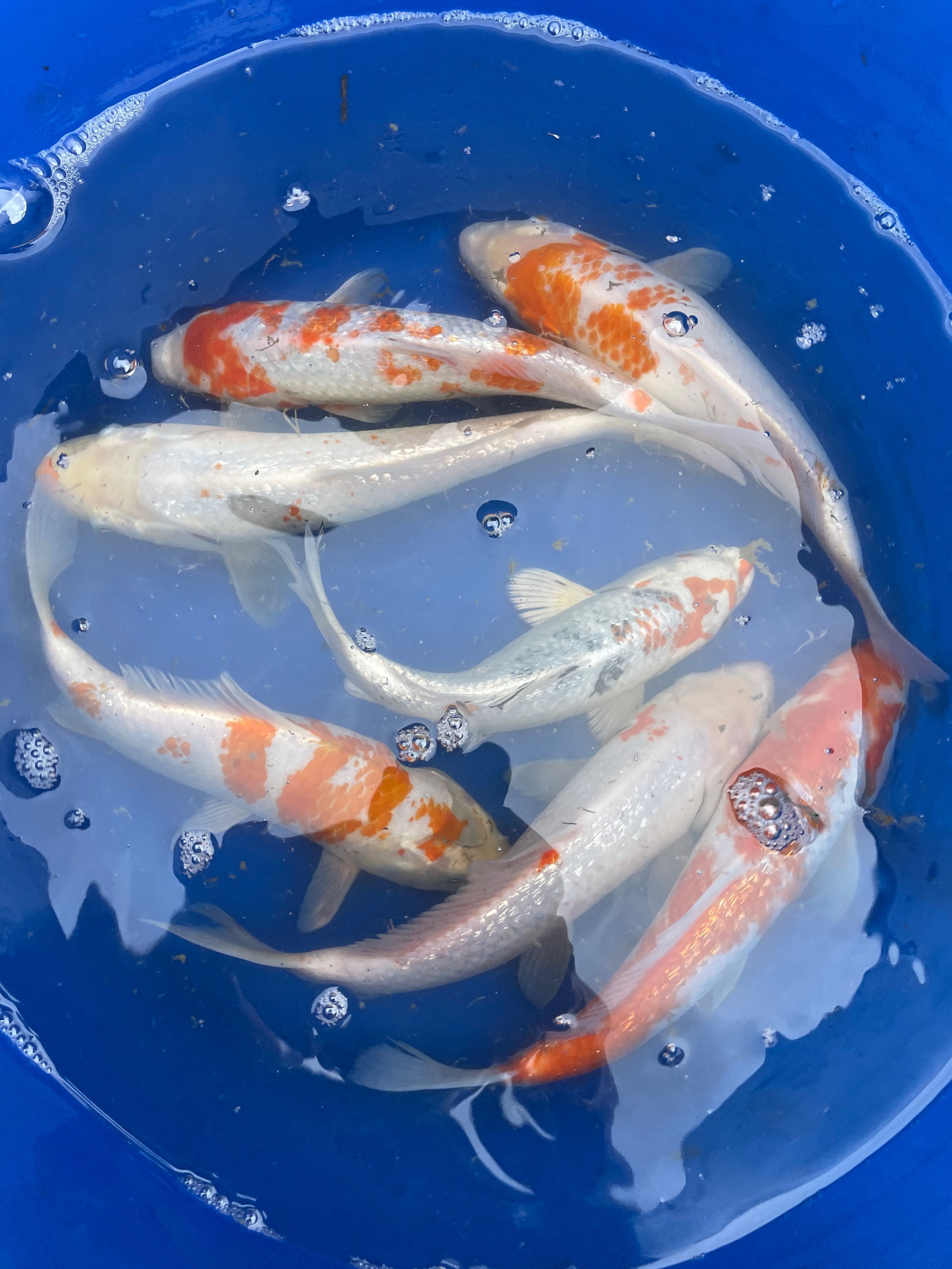 Karp koi 25-32cm