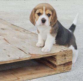 Piękna suczka Beagle Tricolor, ZKwP, FCI, badania, po championach.