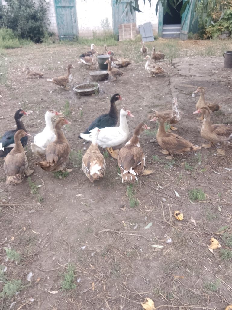 качки шипуни на плід