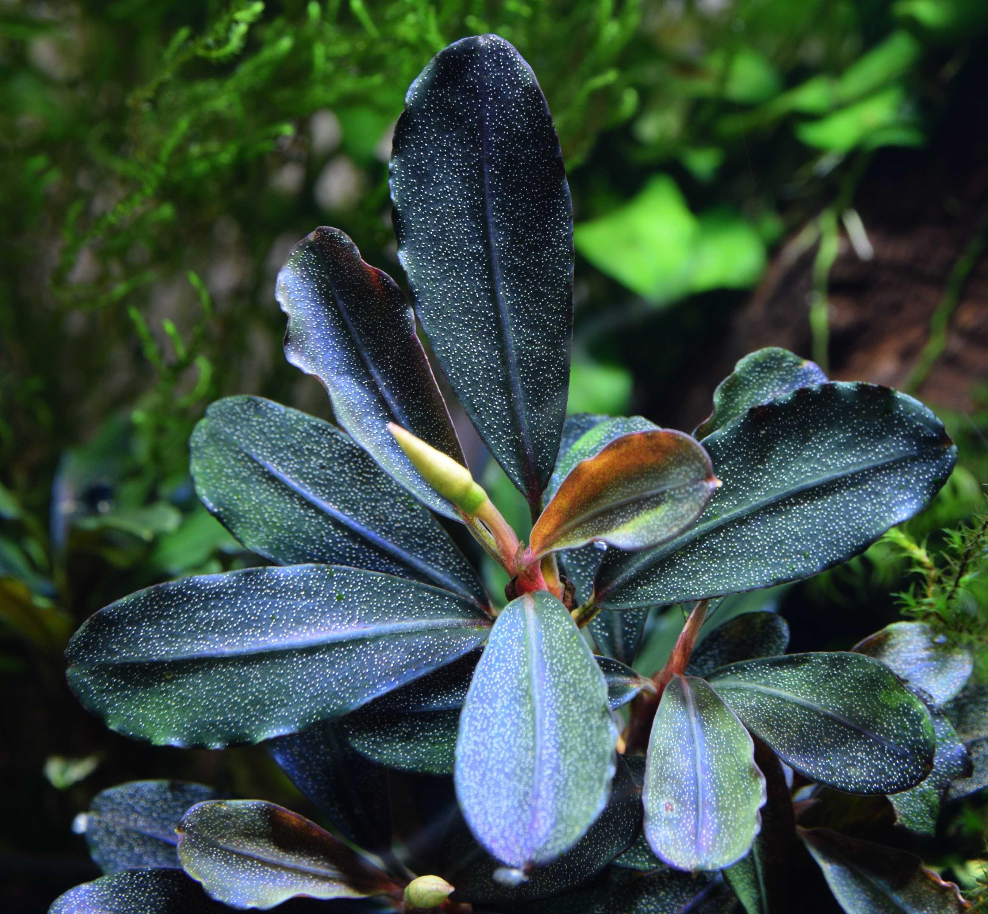 Bucephalandra forma podwodna 100%