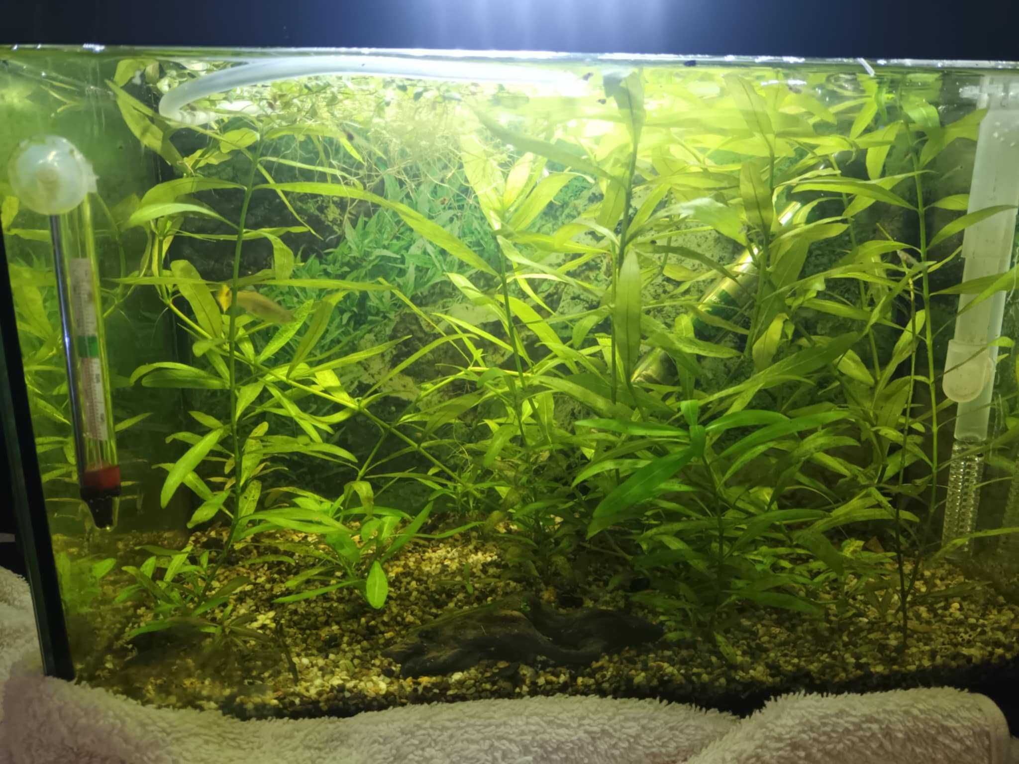 Varias plantas para aquário