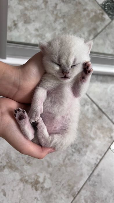 кошеня британська короткошерста срібна шиншила