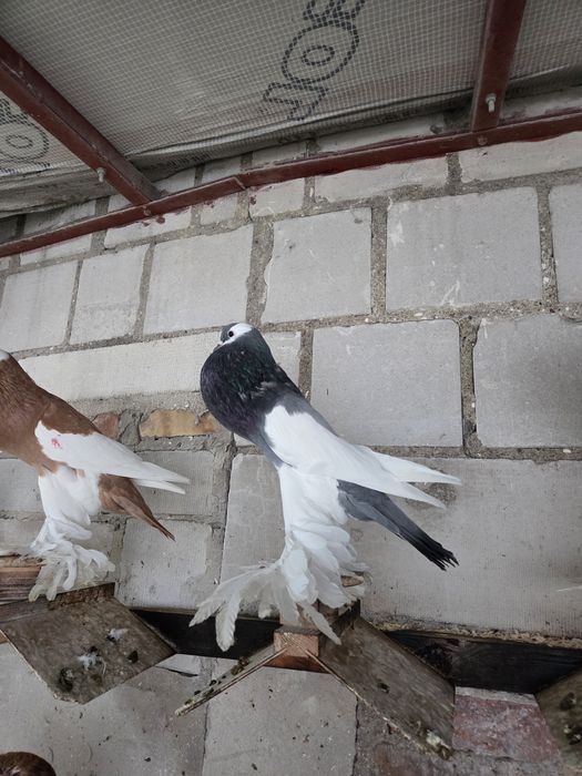 Garłacz Siodłaty Łapciaty (czeski) !!!