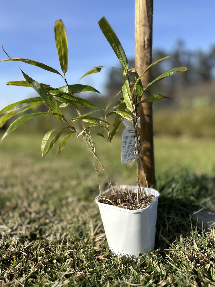 Bambu Indocalamus tessellatus