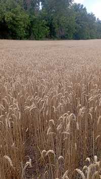 Пшеница канадская mason