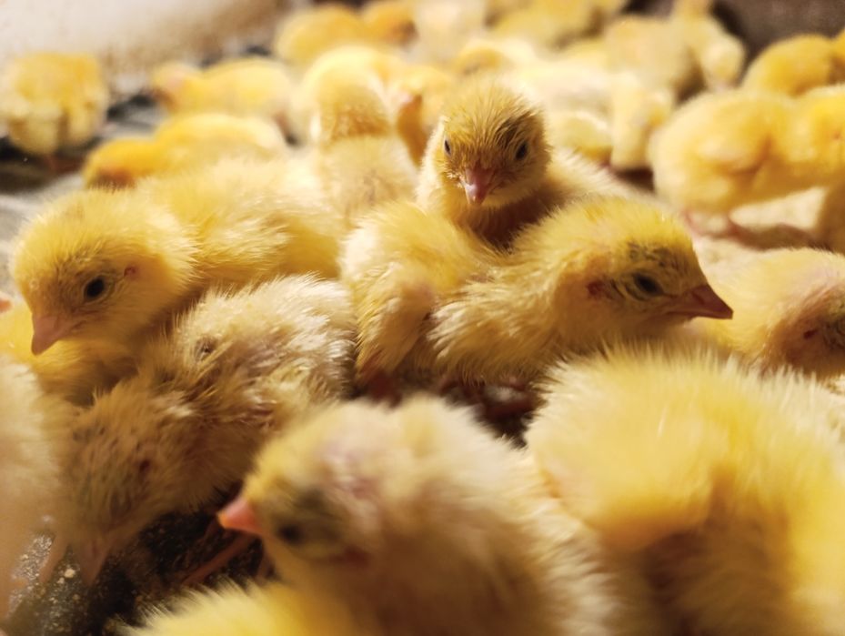 Перепілка добова !Суточные перепела!  17грн./шт.