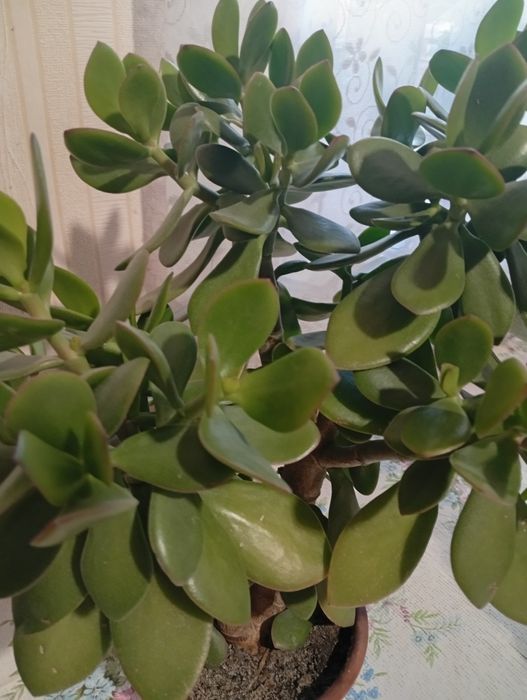 Денежное дерево (красула)