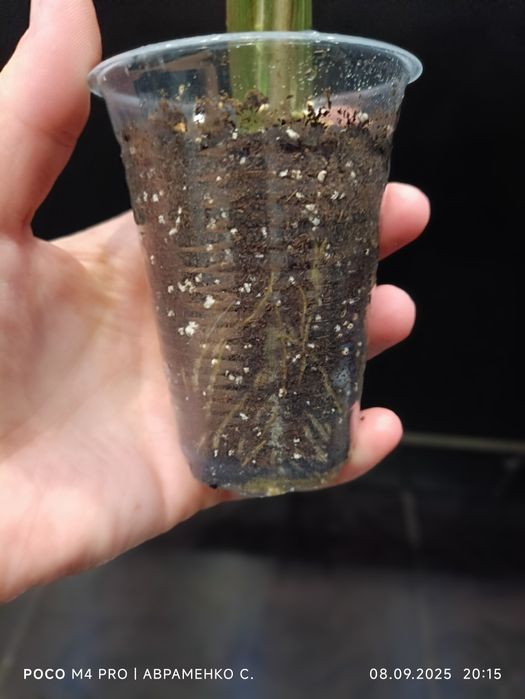 Сингоніум вушкуватий