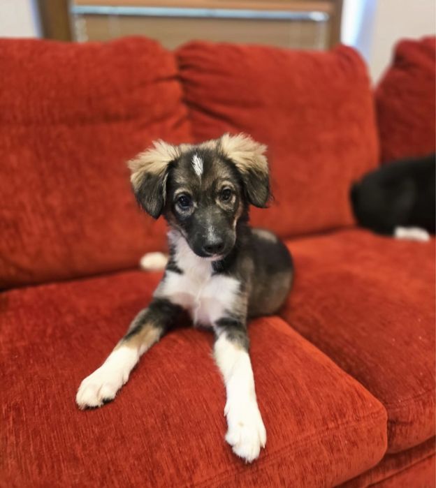 Szczeniaki szukają domków