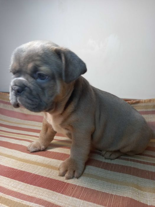 Суперові французики