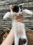 Котята кошка котики кошеня кошечка кошенята котенок безкоштовно