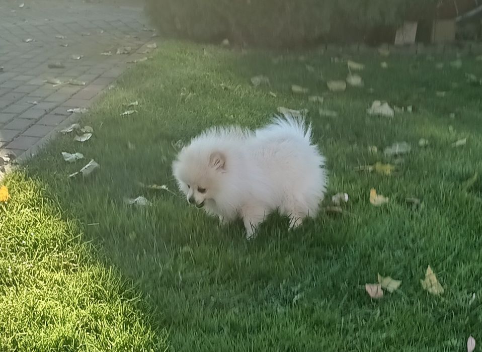 Piesek Szpic Miniaturowy Pomeranian