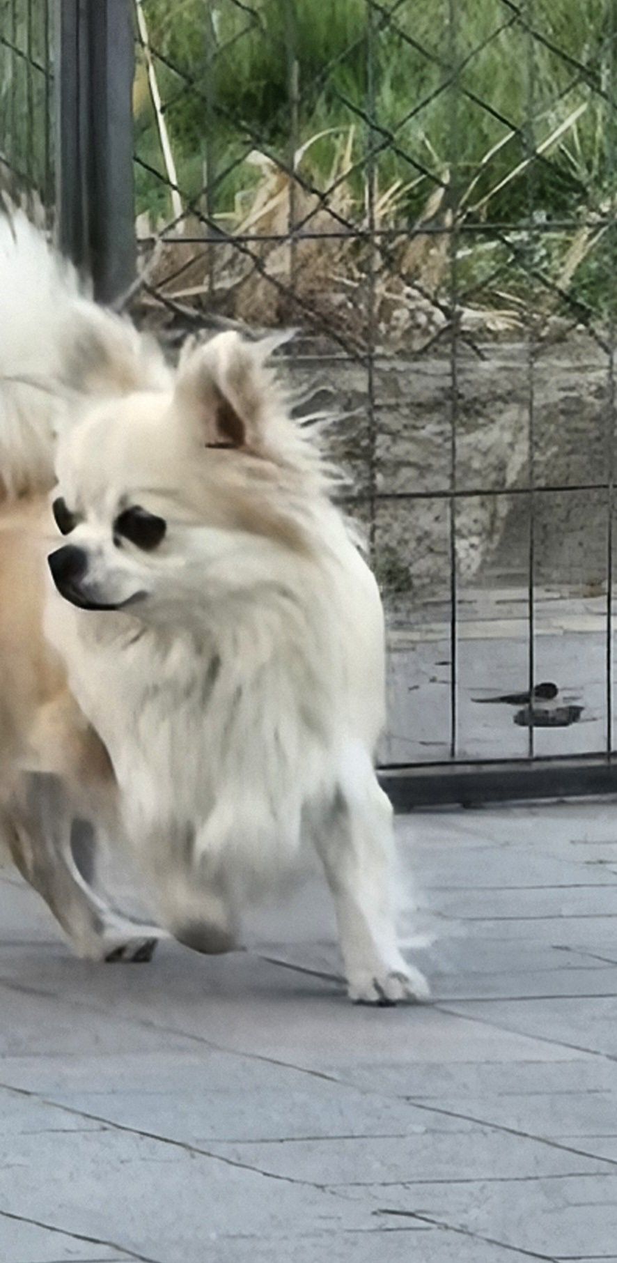 Chihuahua bezowa suka Hodowlana