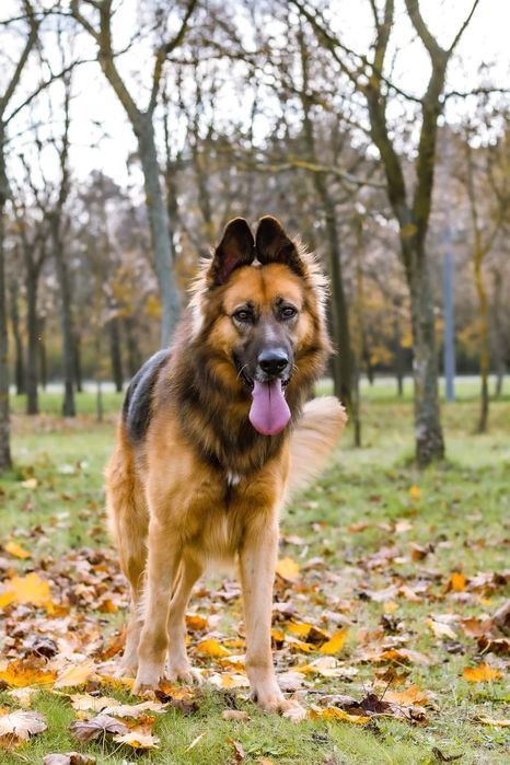 Kochający człowieka psiak w typie Owczarka niemieckiego szuka domku!