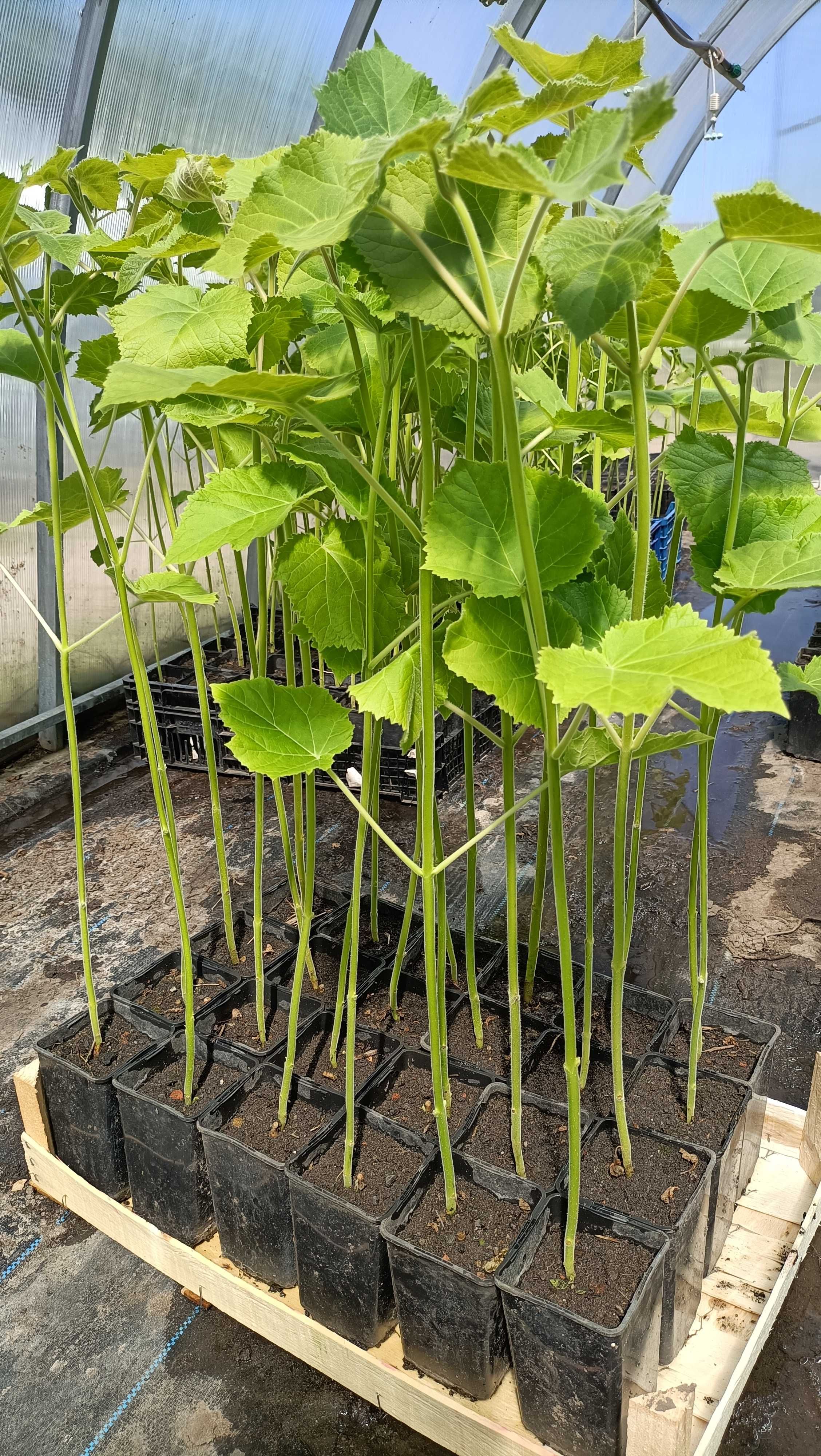 Paulownia Shang Tong, Drzewo szybko rosnące. PRODUCENT