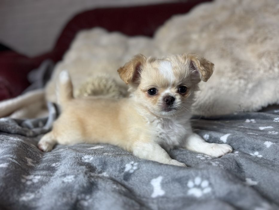 Uroczy piesek chihuahua długowłosy