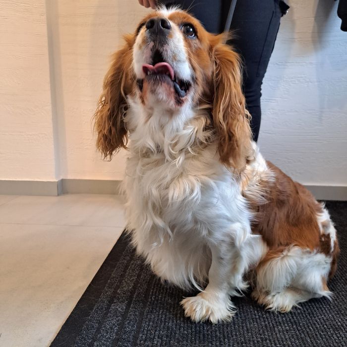 Cavalier King Charles Spaniel Pies