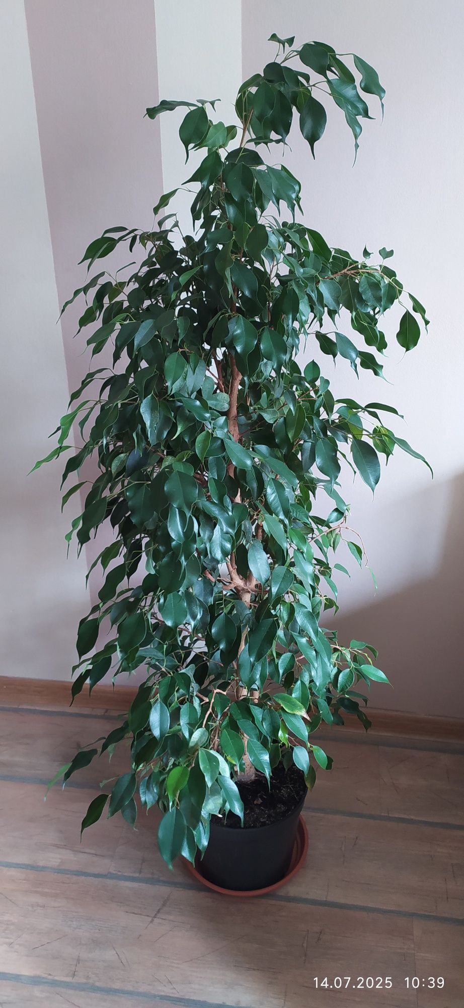 Ficus benjamin - 130 cm