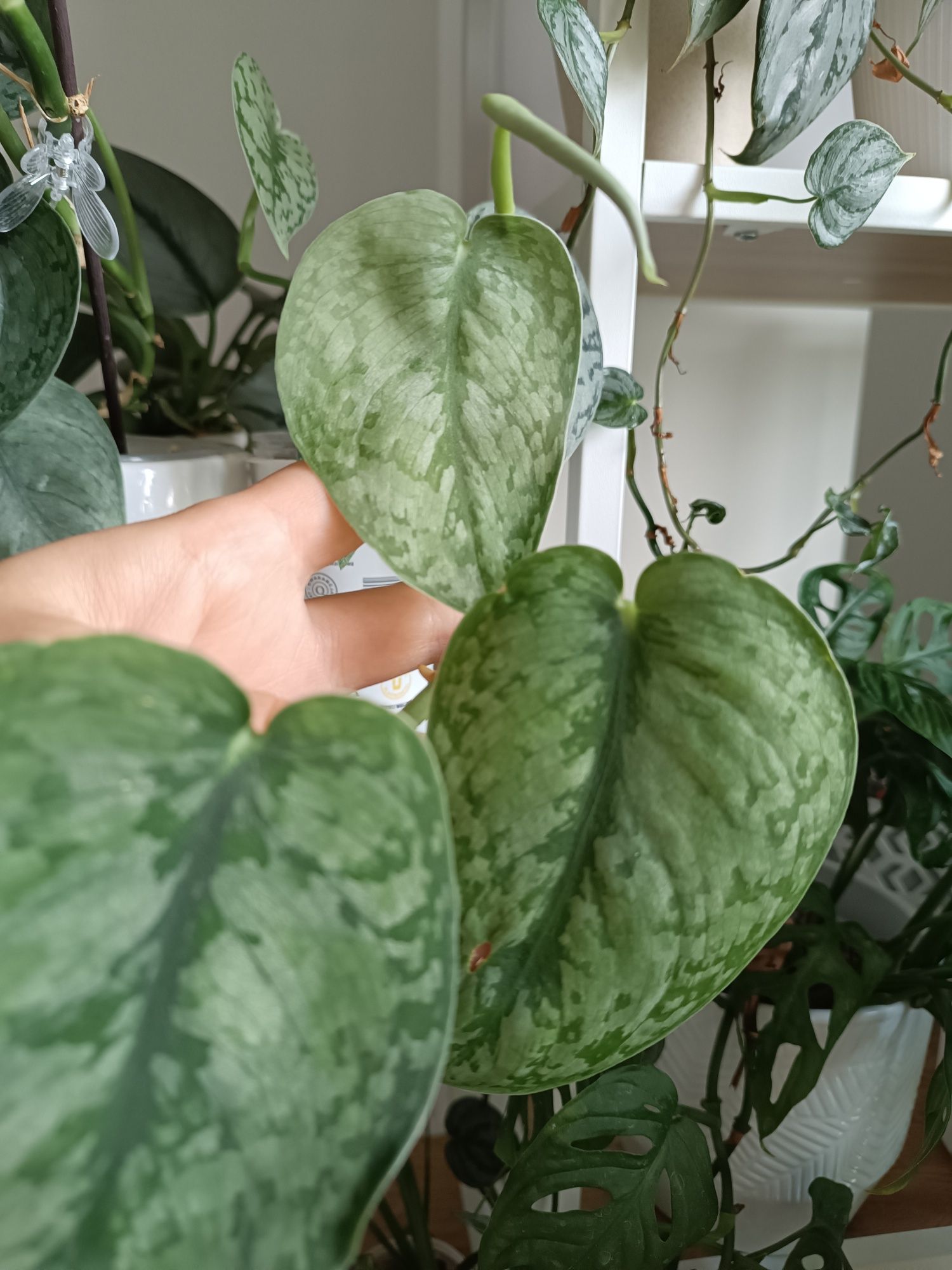 Scindapsus Silver Splash