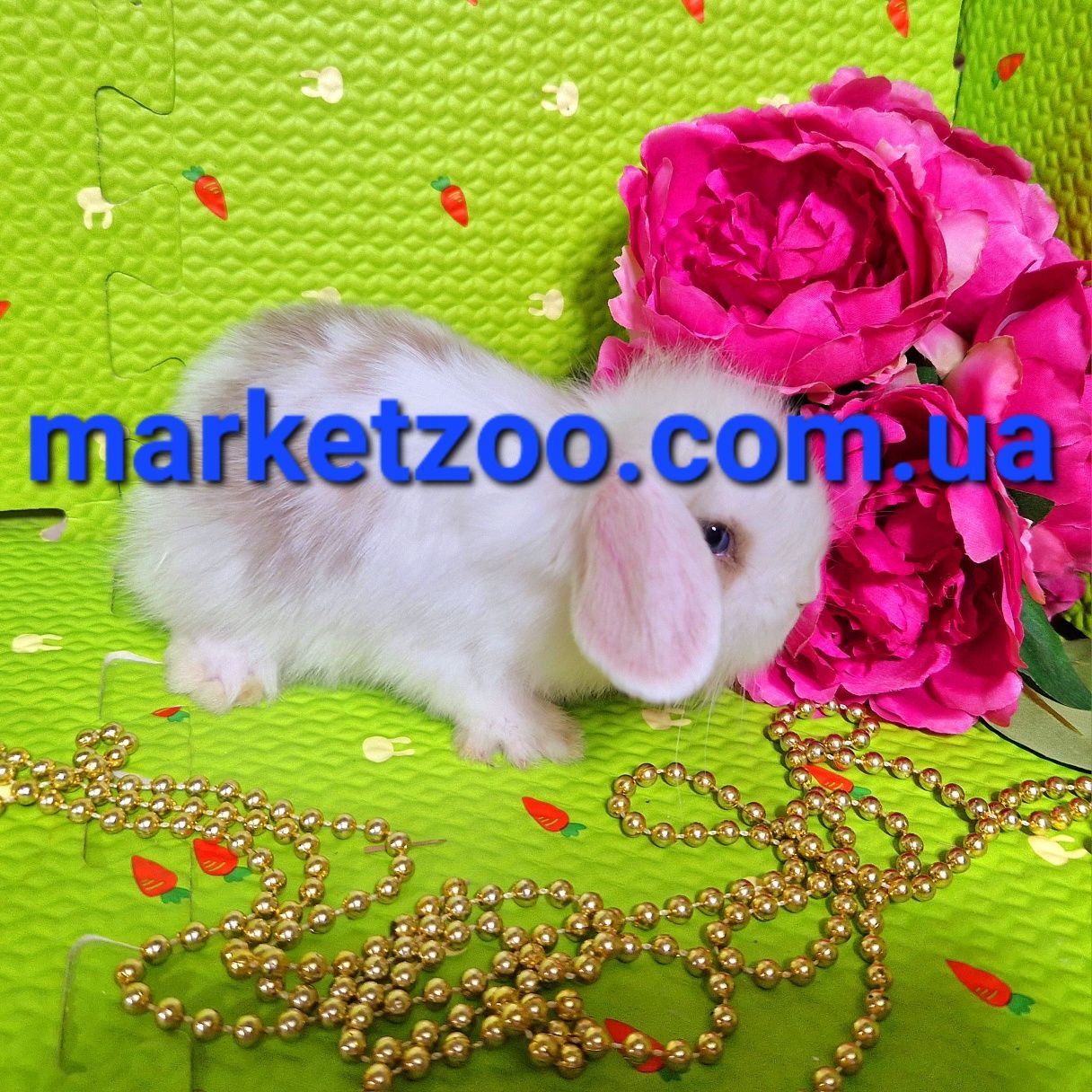 Mini lop  міні мини карликовые кролики вислоухий баранчик