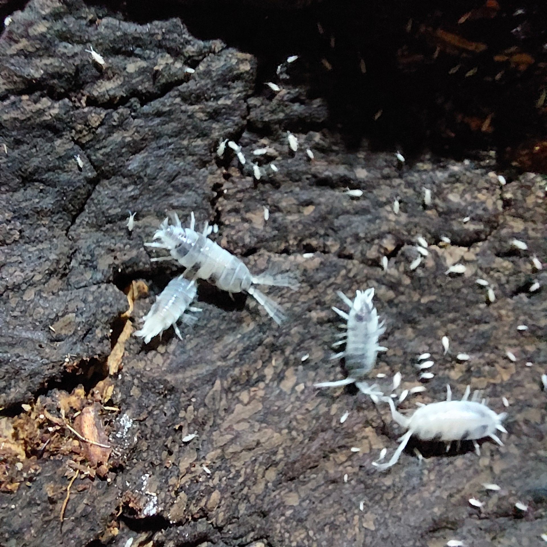 Isopods/ Bichos da conta várias espécies
