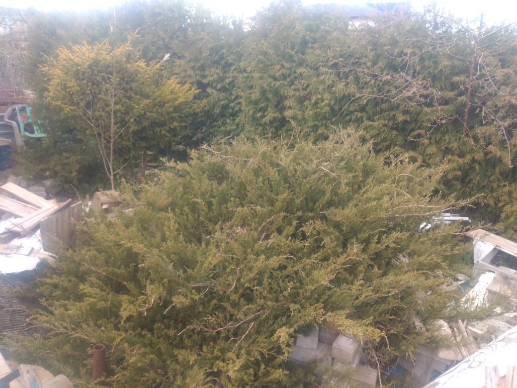 Krzew Jałowiec niski na pniu wys. 120 cm
