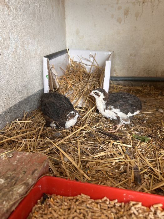 Casal codornizes tuxedo