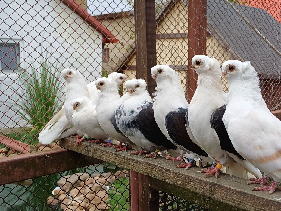 Mewka polska, golebie ozdobne stado 8sztuk