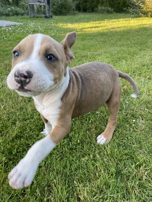 Amstaff Piesek Gotowy do zmiany domu