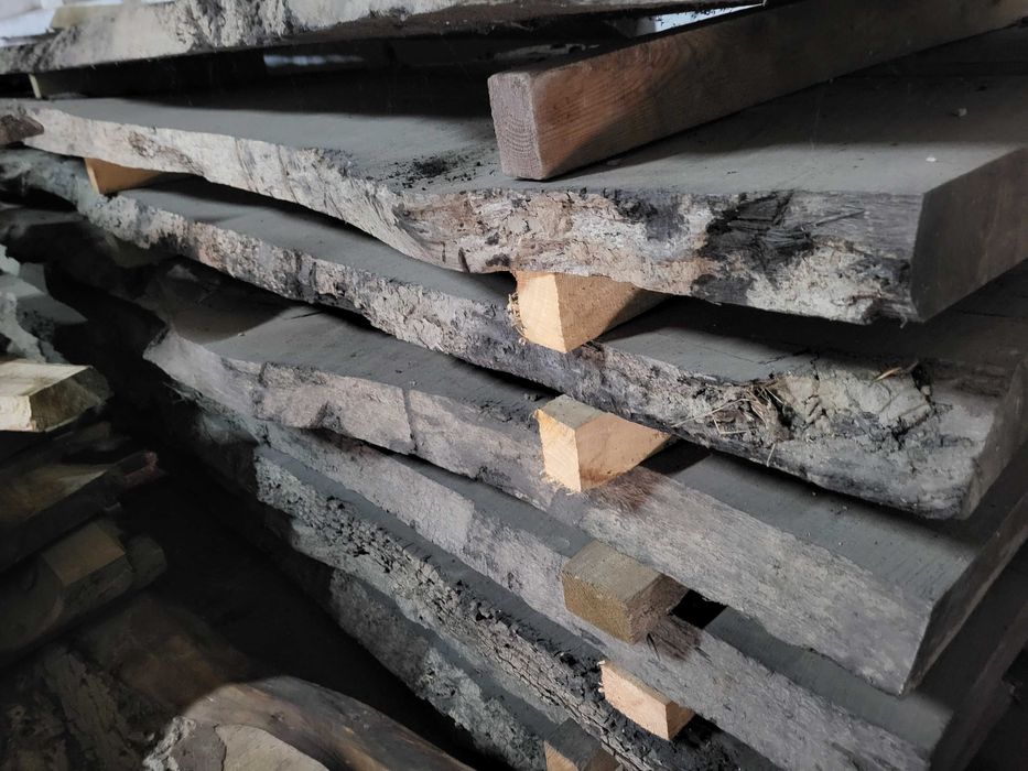 czarny dąb, brusy czarny dąb, dąb bagienny, black oak, dąb czarny
