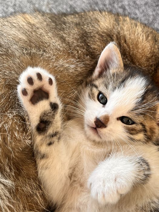 Oddam kotki w dobre ręce