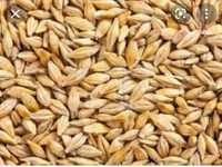 Ячмінь озимий та пшениця урожай 2023 р