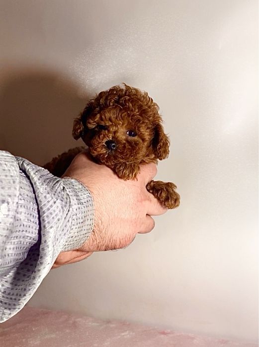 Шикарные красивые мишки мини мальтипу / той пудель тикап Китай беби ф