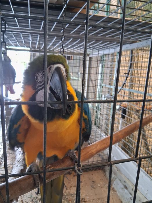 Arara para troca