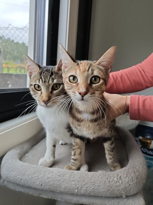 Gatinhos adoráveis para adoção — Macho e Fêmea, 3 meses, inseparáveis