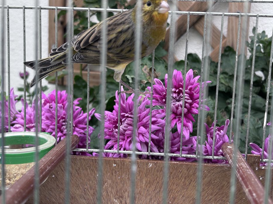 Vendo canário macho deste ano