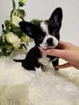 Chihuahua suczka