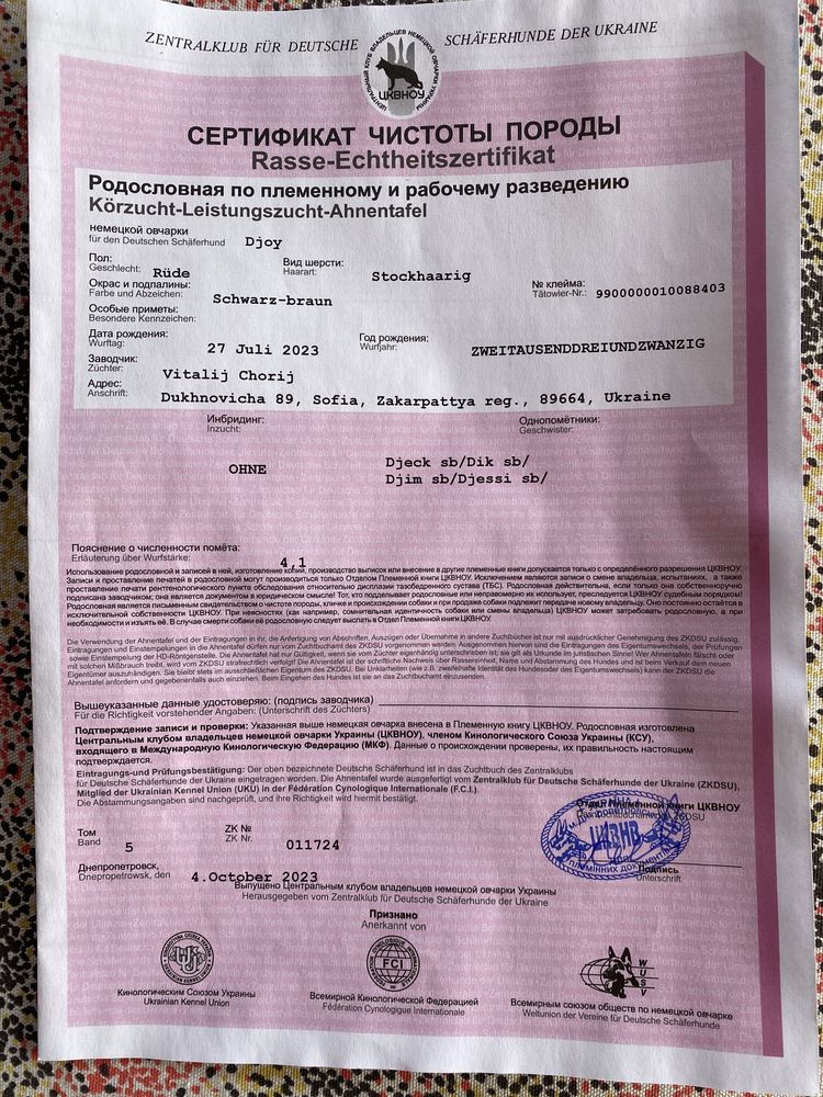 Чистокровний Кобель Німецької Овчарки.