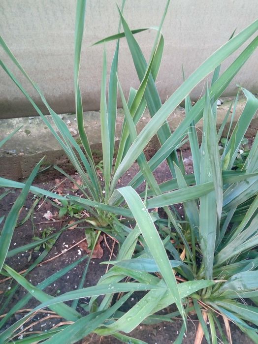 Юкка вечнозеленая, плющ вечнозеленый