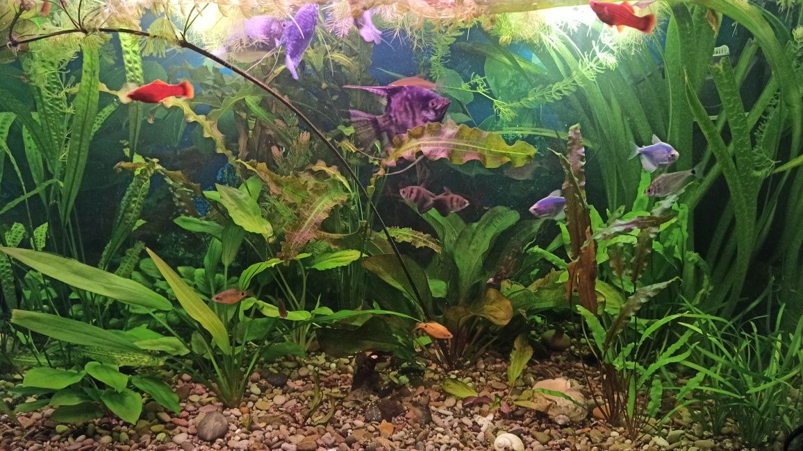 Аквариумные растения рыбки