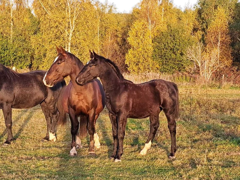 Ogierek śląski odsad ślązak