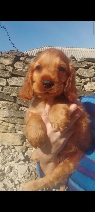 Залишилася шикарна дівчинка