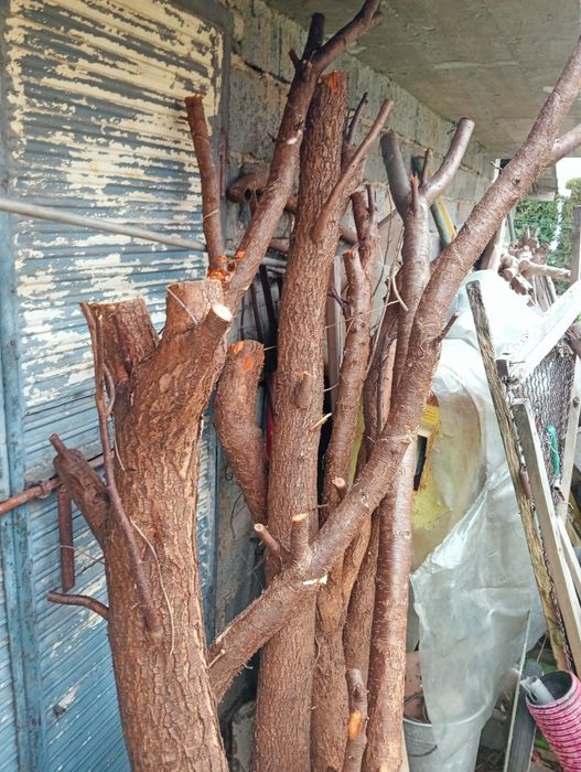 Śliwa drzewo do wędzenia, do wędzarni.