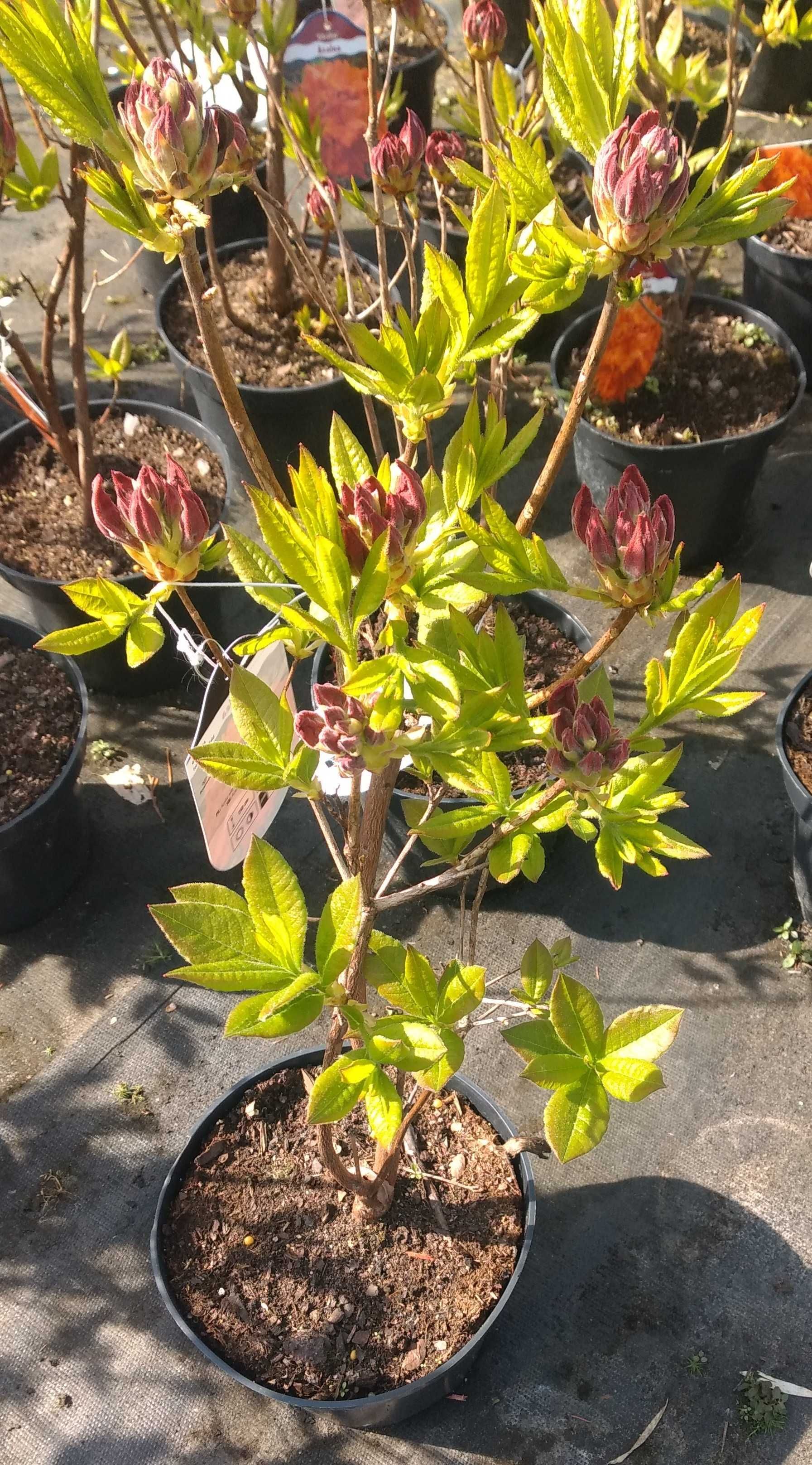 Azalia wielkokwiatowa 'Gibraltar' pomarańczowa duża sadzonka